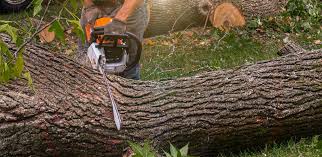 Trusted Orange Beach, AL Tree Care Experts